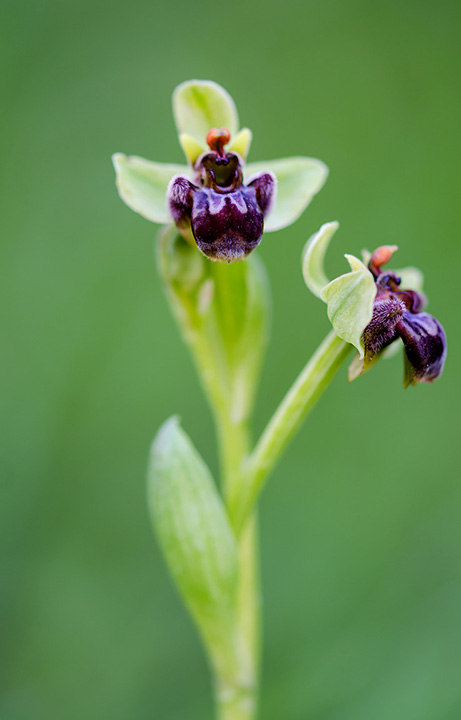 ophrys bombyliflora