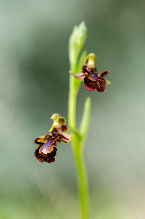 Ophrys speculum