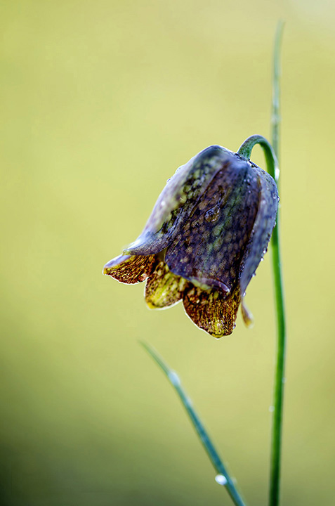 Fritillaria stenophylla