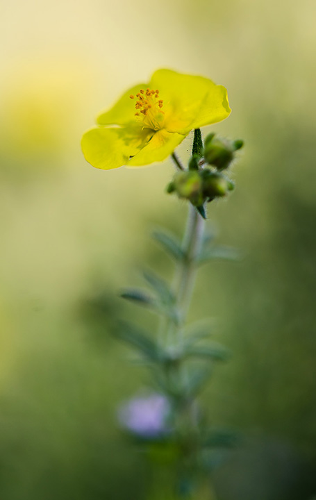 flor silvestre