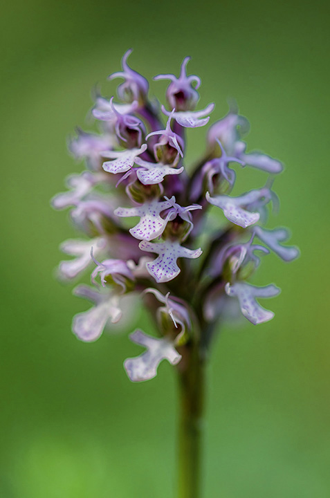 Ophrys conica